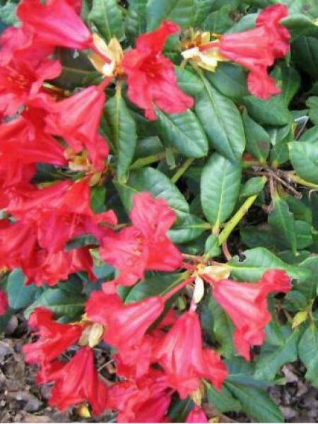 Rhododendron Baden-Baden - Rhododendron nain Pot de 2L/3L - Image 1