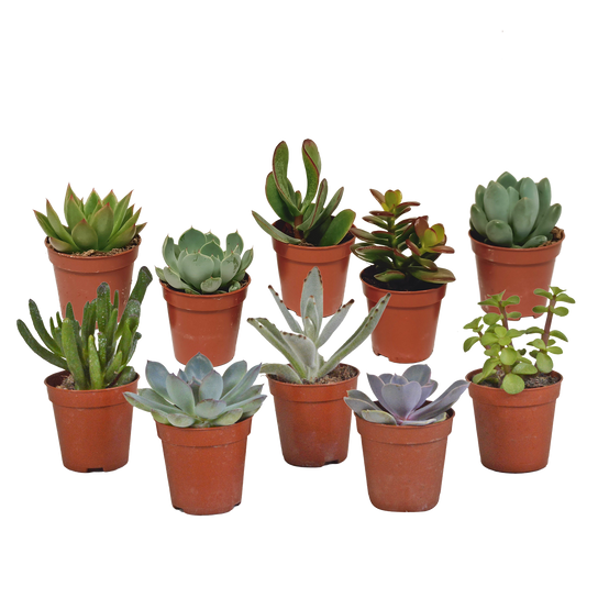Mélange de succulentes 5,5 cm - 10x - sans pot - ↕13cm - Plantes d'intérieur - Image 1