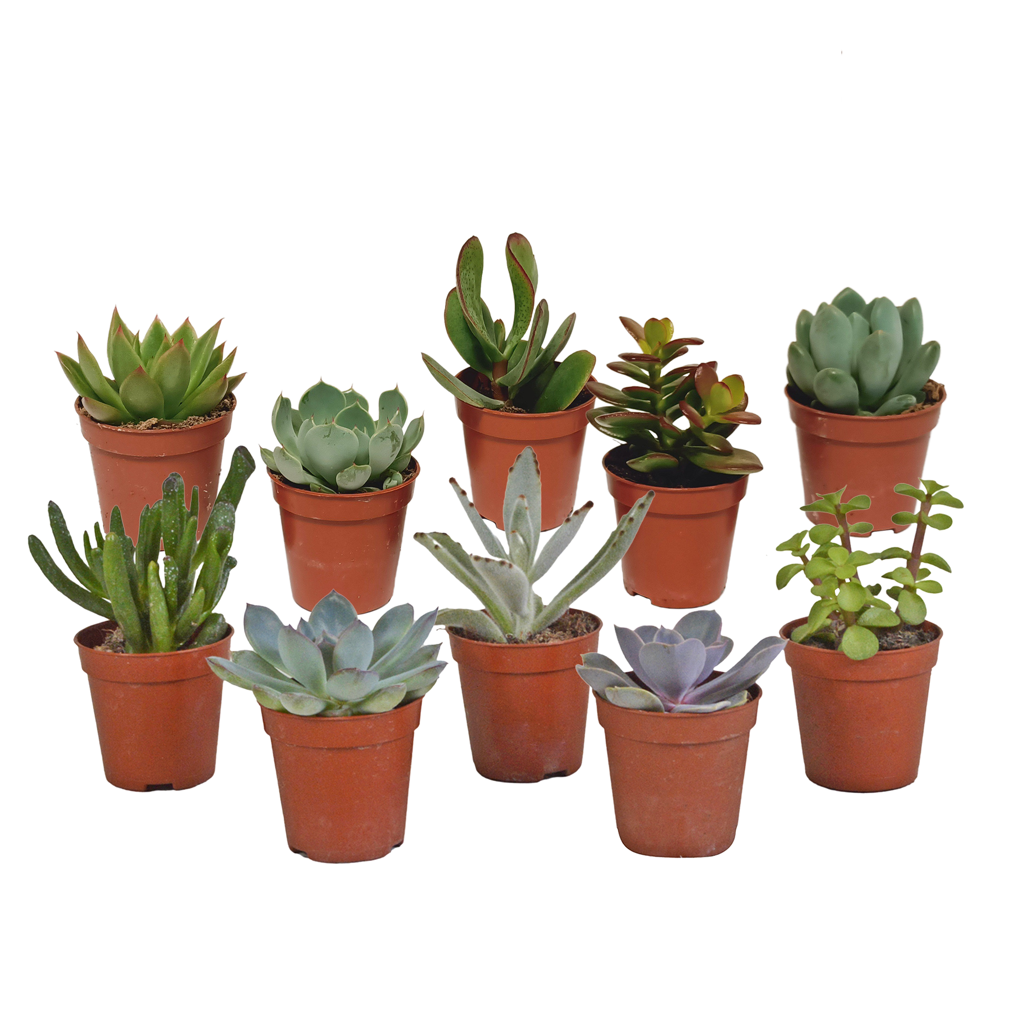Mélange de succulentes 5,5 cm - 10x - sans pot - ↕13cm - Plantes d'intérieur - Image 1