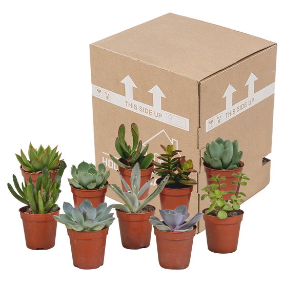 Mélange de succulentes 5,5 cm - 10x - sans pot - ↕13cm - Plantes d'intérieur - Image 3