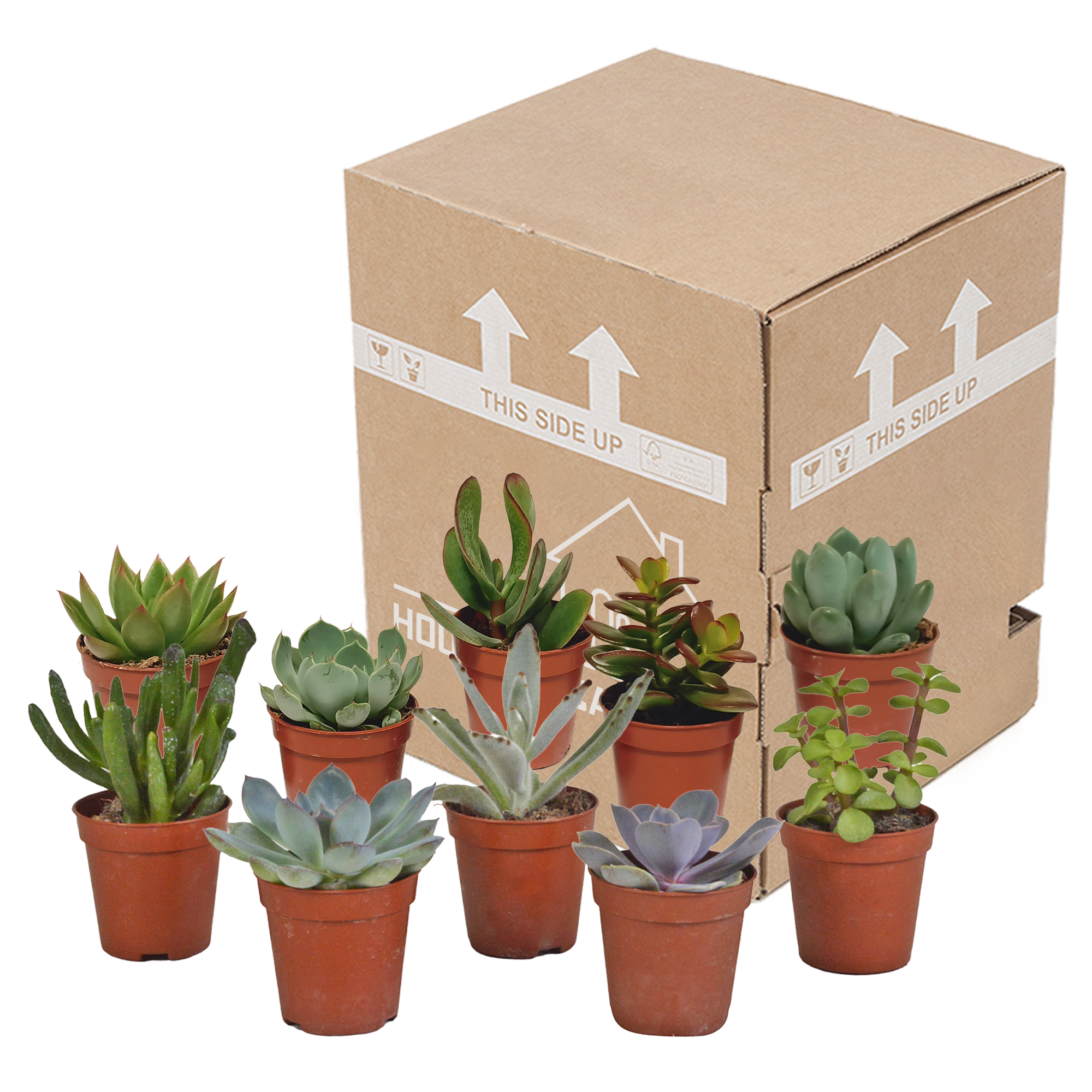 Mélange de succulentes 5,5 cm - 10x - sans pot - ↕13cm - Plantes d'intérieur - Image 3
