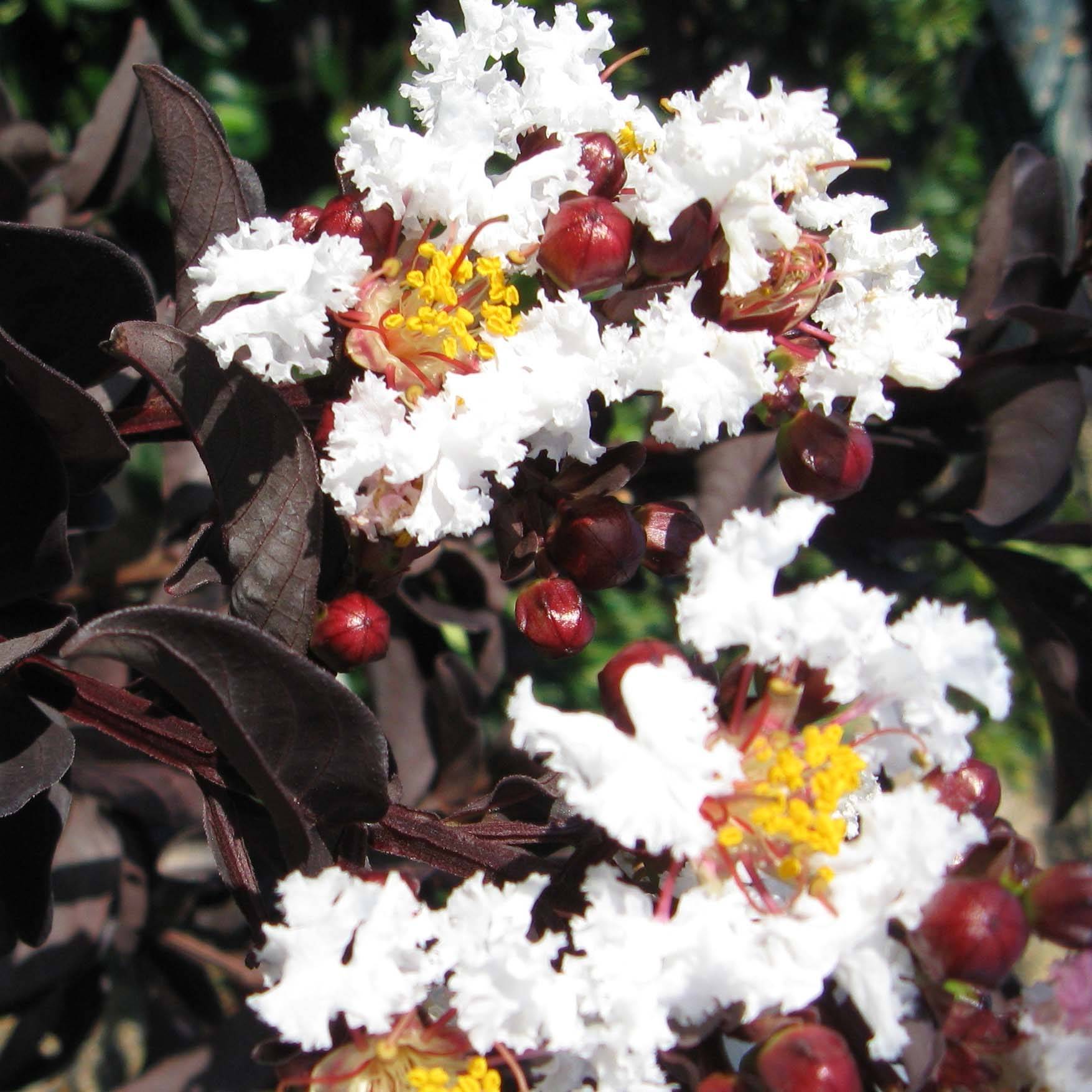 Lagerstroemia indica Black Solitaire (Black Diamond) Pure White - Lilas des Indes Pot de 3L/4L - Image 1