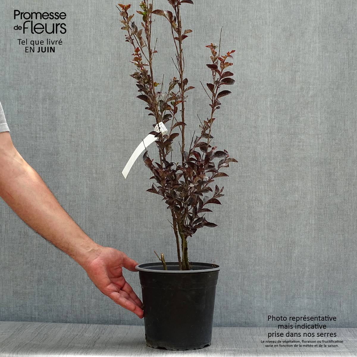 Lagerstroemia indica Black Solitaire (Black Diamond) Pure White - Lilas des Indes Pot de 3L/4L - Image 2