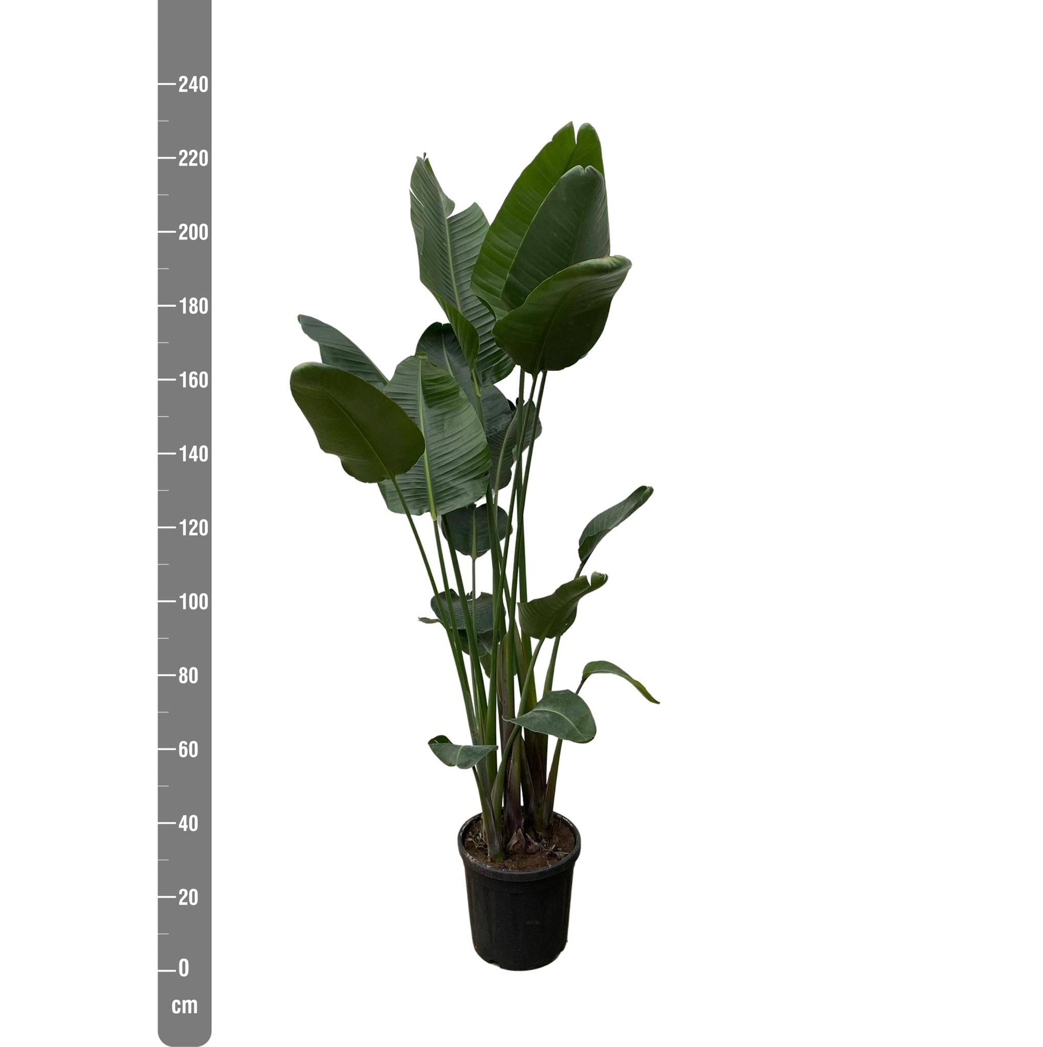 La Green Touch - Strelitzia Nicolai Xxl - D50 H250cm - Image 2