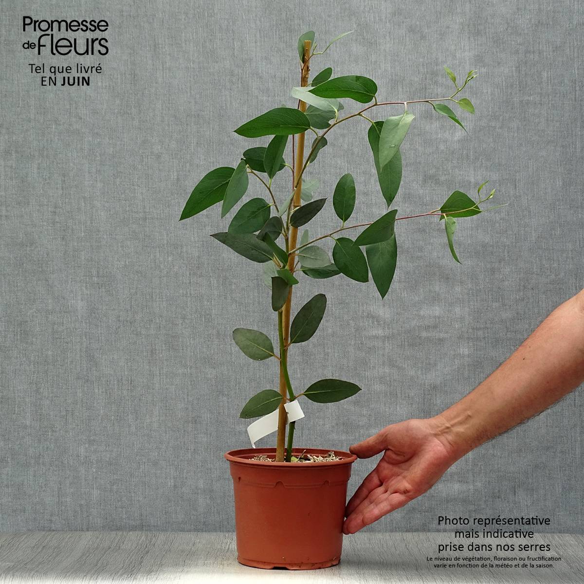 Eucalyptus niphophila - Gommier des neiges Pot de 3L/4L - Image 2