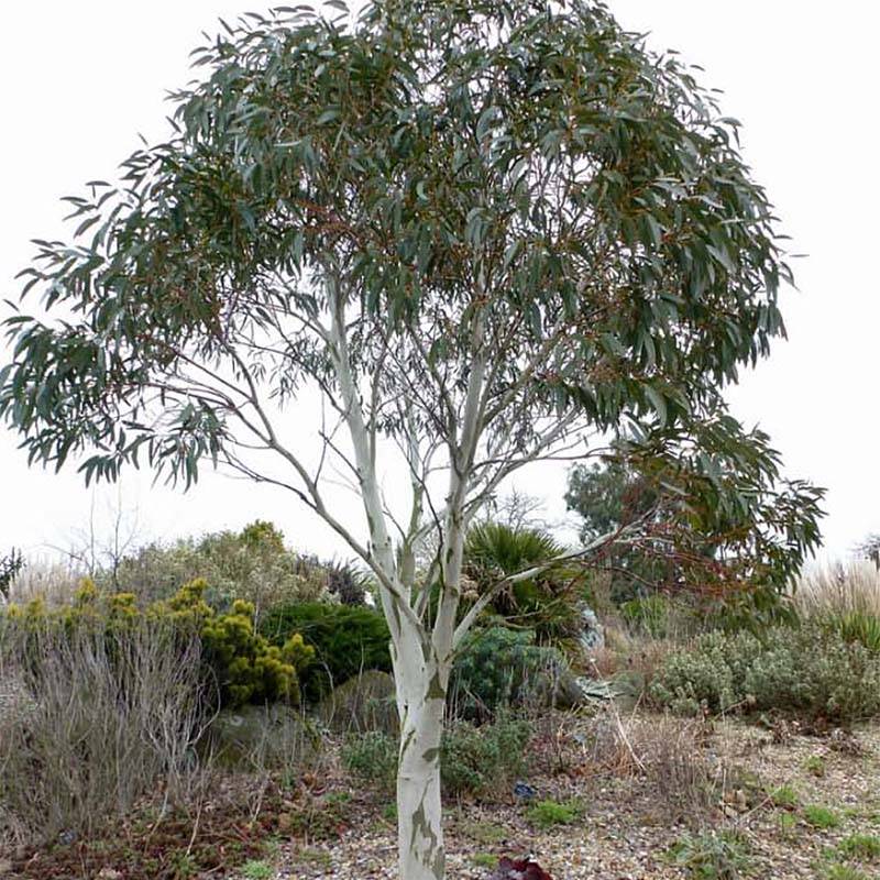 Eucalyptus niphophila - Gommier des neiges Pot de 3L/4L - Image 1