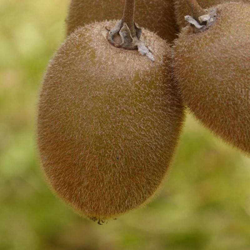 Kiwi Hayward (Femelle) à fleurs Blanche - feuillage Caduc - Pot de 1,5L - Tuteur bambou 30/60 cm- hauteur à maturité De 3,00 m à 5,00 m - Image 7