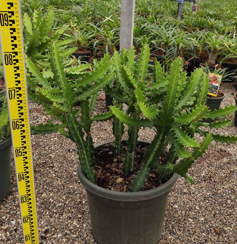 0 - Euphorbia lactea Pot de 25L - 80/100cm