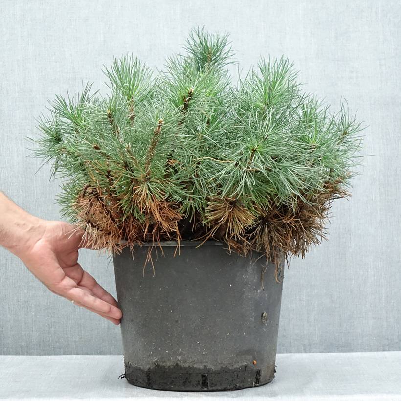 Promesse de Fleurs - Pin des montagnes - Pinus mugo mughus Pot de 7,5L/10L - Image 2