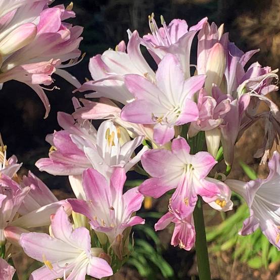Agapanthe Blush Pink Pot de 3L/4L