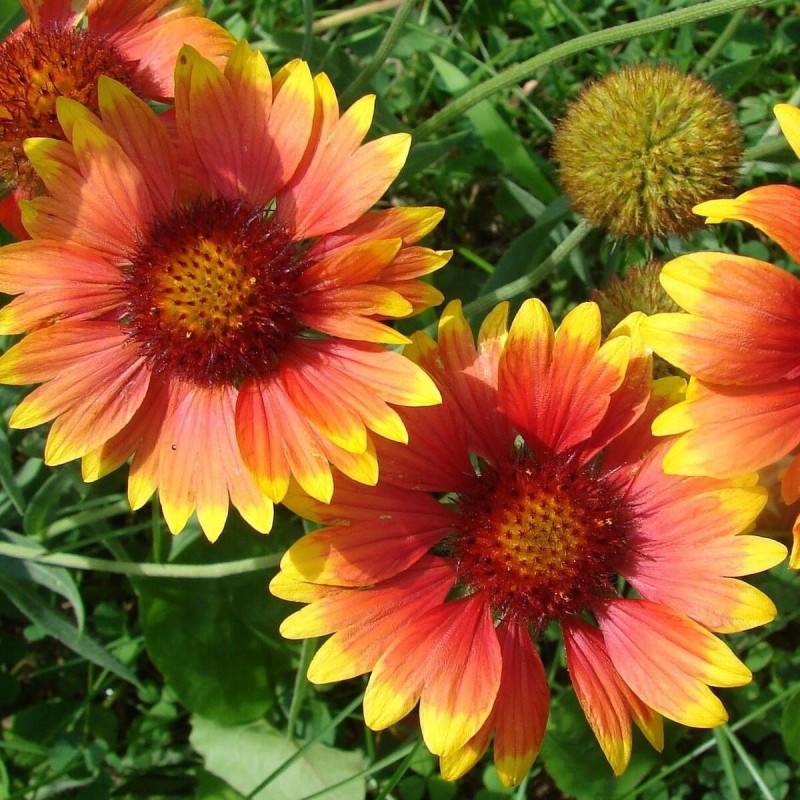 Gaillarde Dazzler à fleurs Jaune/Rouge - feuillage Caduc - Godet - 5/20 cm - Imagen 1
