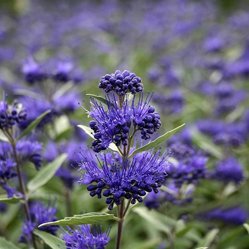 Caryopteris clandonensis Dark Knight - Spirée bleue Pot de 4L/5L