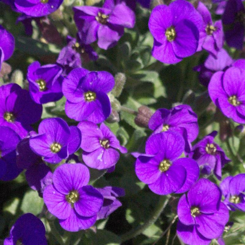 Aubriète Royal Blue à fleurs Bleue/Violette - feuillage Persistant - Godet - 5/20 cm - Imagen 3