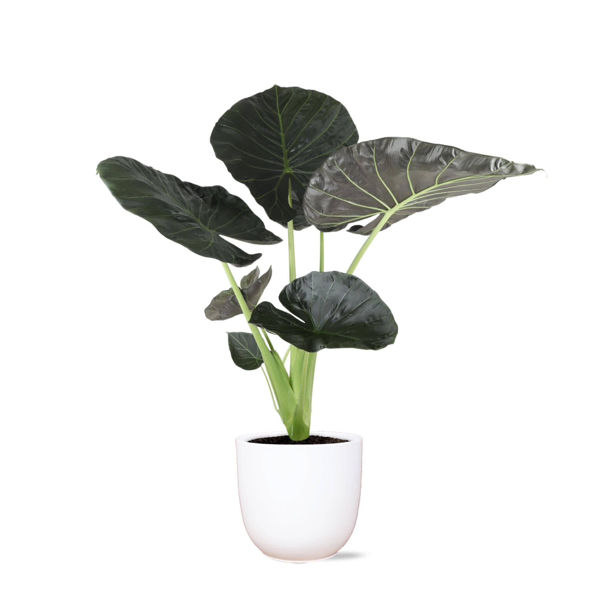 La Green Touch - Alocasia Regal Shield et son pot- La Green Touch Relief Blanc - Hauteur 110cm - Imagen 8