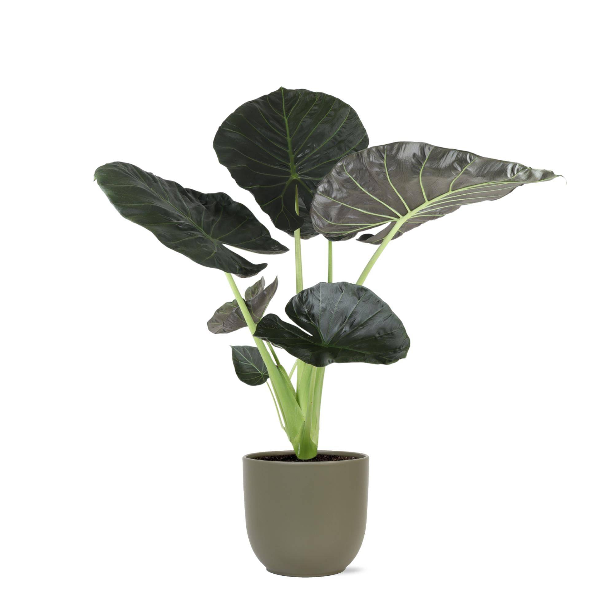 La Green Touch - Alocasia Regal Shield et son pot- La Green Touch Relief Blanc - Hauteur 110cm - Imagen 6
