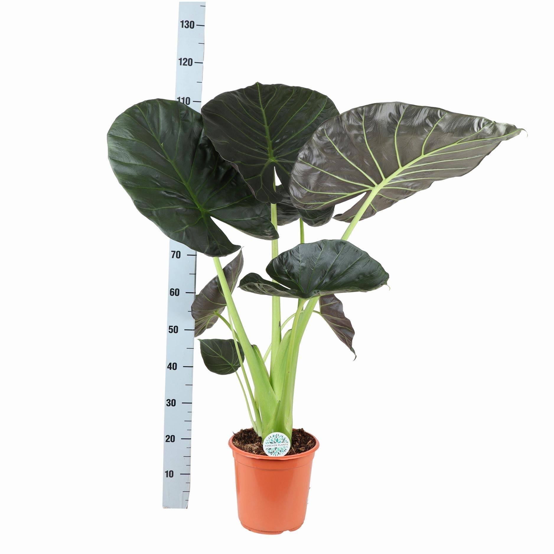 La Green Touch - Alocasia Regal Shield et son pot- La Green Touch Relief Blanc - Hauteur 110cm - Imagen 3