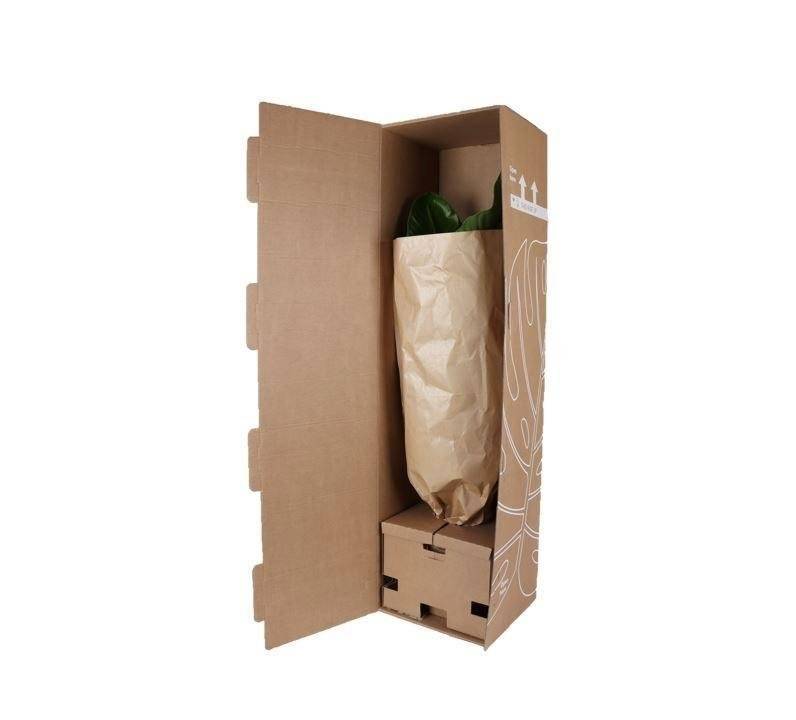 La Green Touch - Alocasia Regal Shield et son pot- La Green Touch Relief Blanc - Hauteur 110cm - Imagen 4
