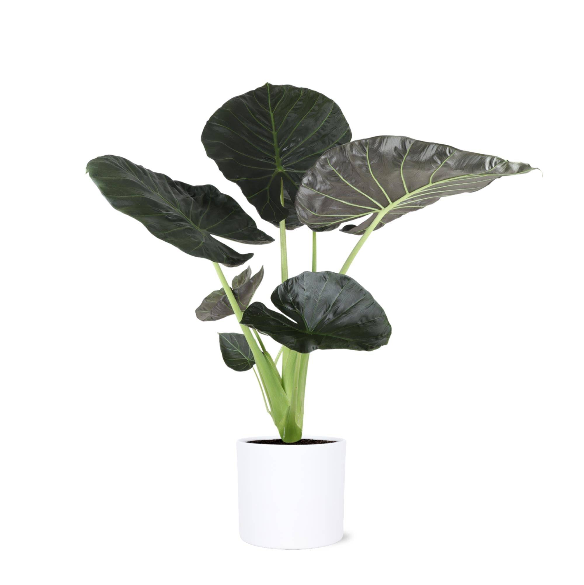 La Green Touch - Alocasia Regal Shield et son pot- La Green Touch Relief Blanc - Hauteur 110cm - Imagen 1