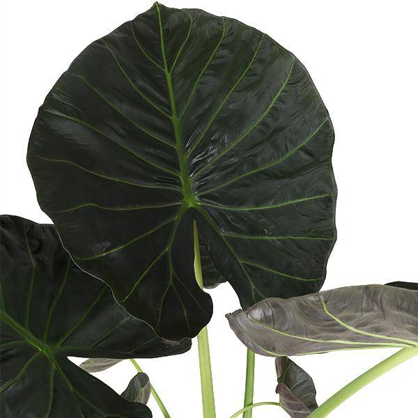 La Green Touch - Alocasia Regal Shield et son pot- La Green Touch Relief Blanc - Hauteur 110cm - Imagen 2