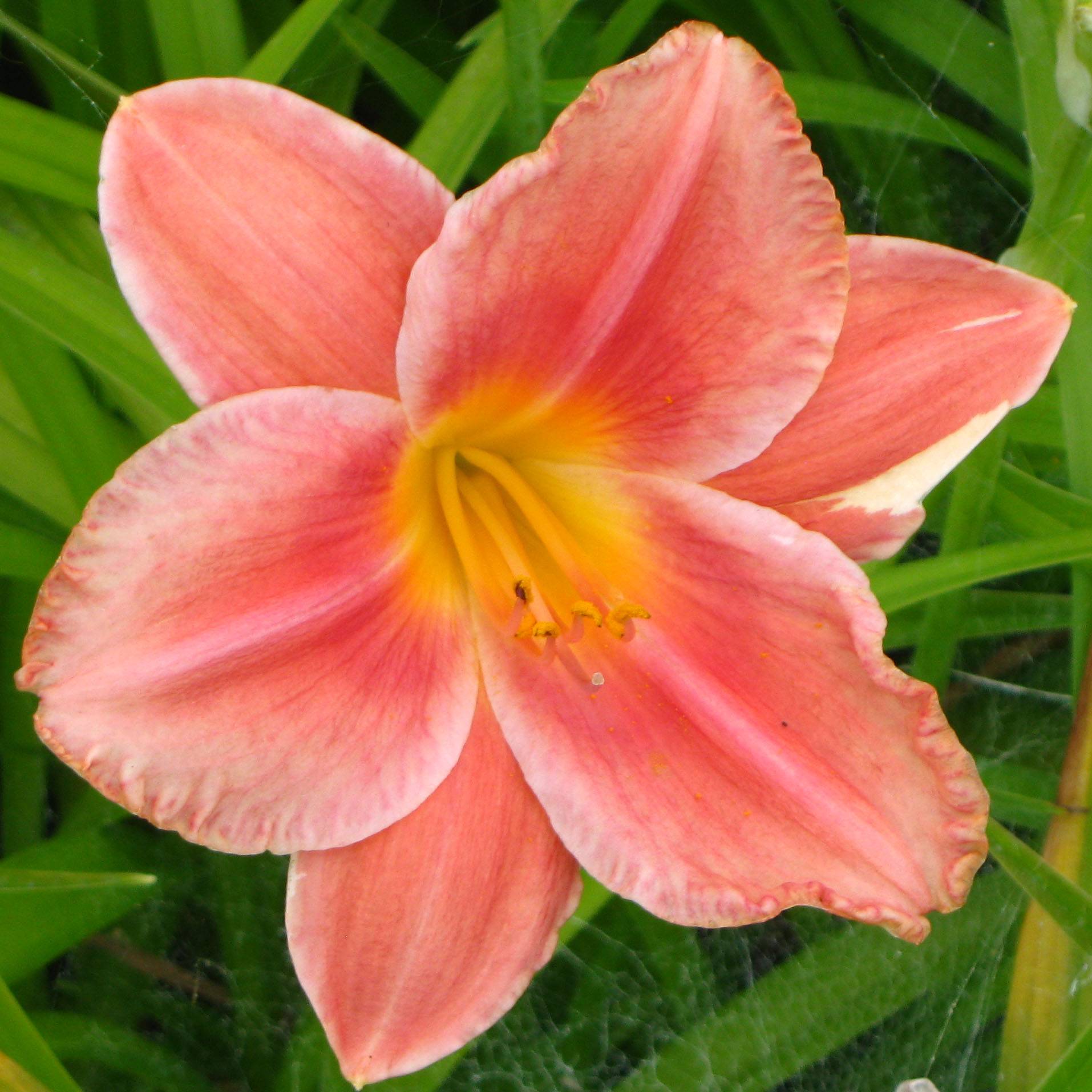 Hémérocalle South Seas - Lis d'un jour orange corail vif Godet de 8/9 cm