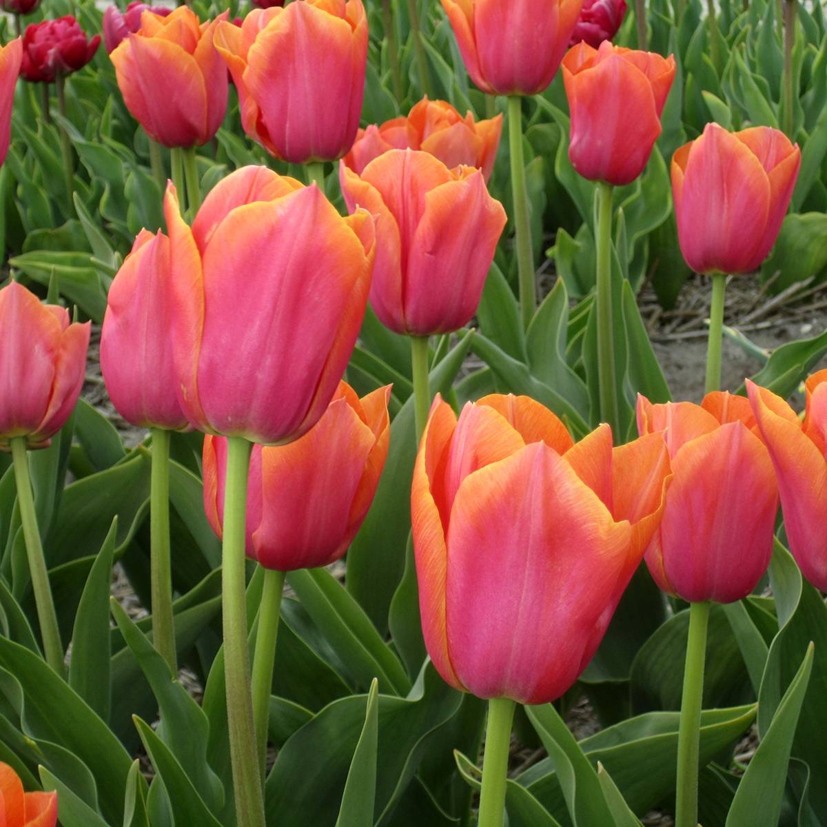 Promesse de Fleurs - Tulipe triomphe Angela Merkel Bulbe calibre 10/12 (par 10)