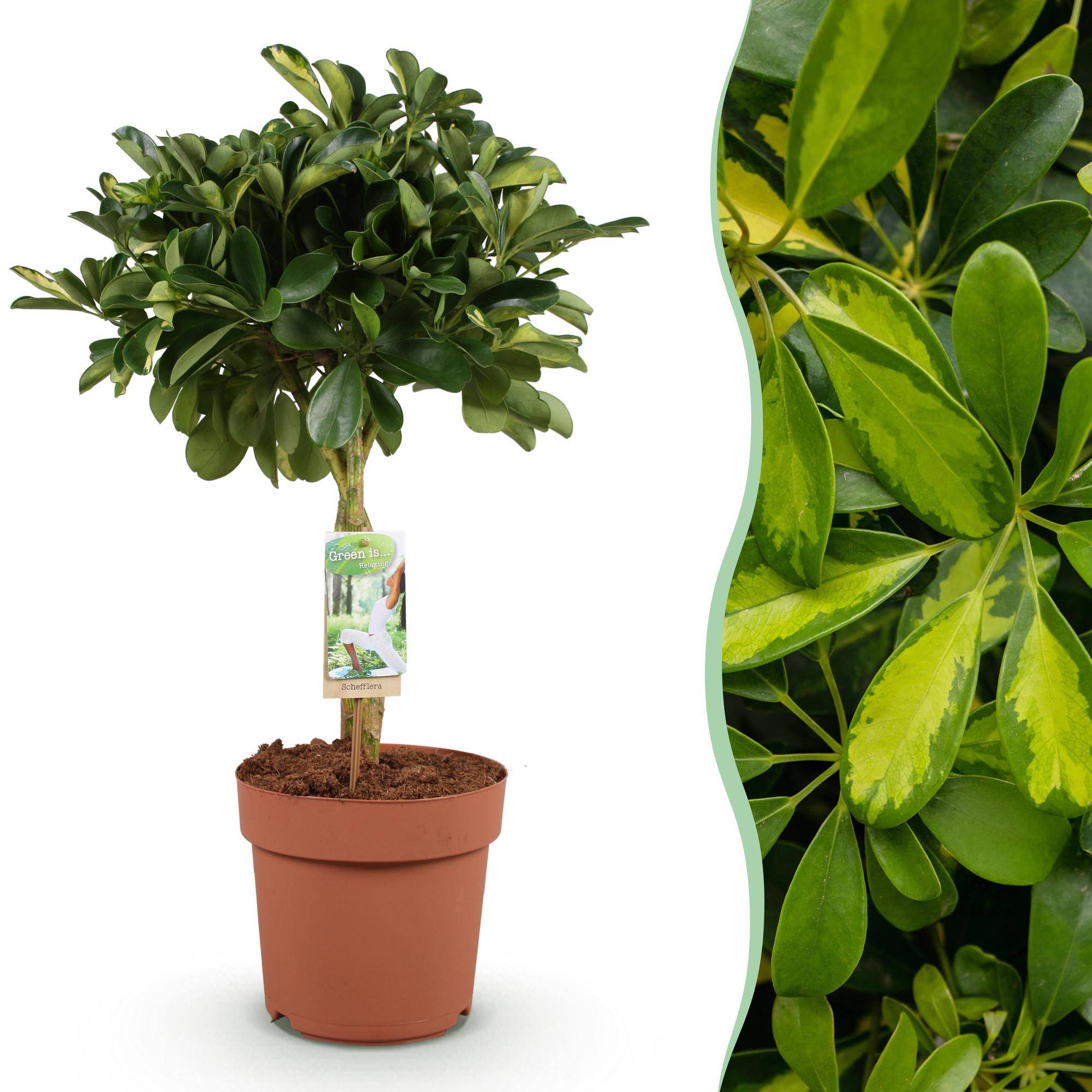 Schefflera Gold Capelle - Pot de 21cm - Hauteur 70-81cm - Sans cache-pot - Plantes d'intérieur