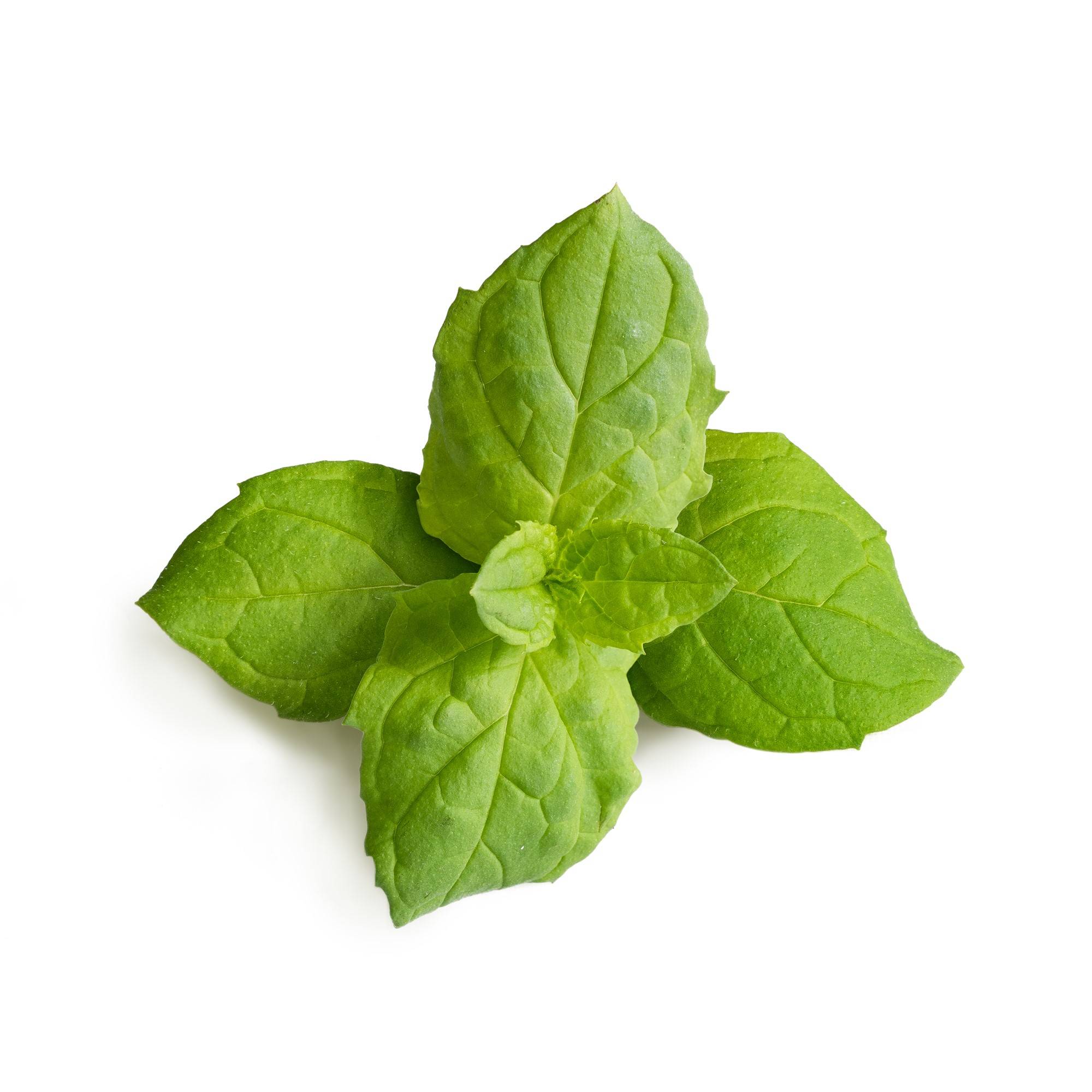 Veritable - Lingot Menthe marocaine BIO - Recharge prête à l'emploi - Véritable - Imagen 2
