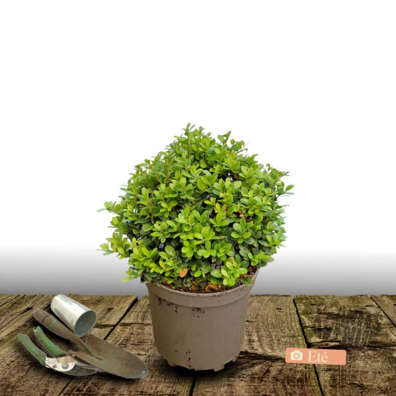 Houx crénelé Chat'o® 'FarrowSK6' - Pot de 7,5L - 60/80 cm - Imagen 2