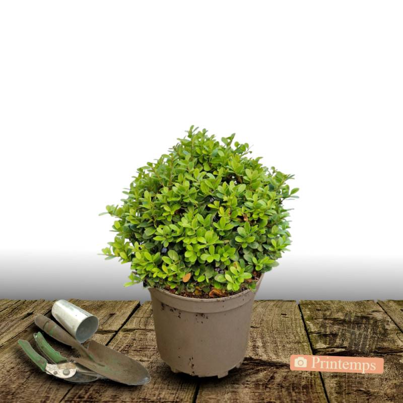 Houx crénelé Chat'o® 'FarrowSK6' - Pot de 7,5L - 60/80 cm - Imagen 4