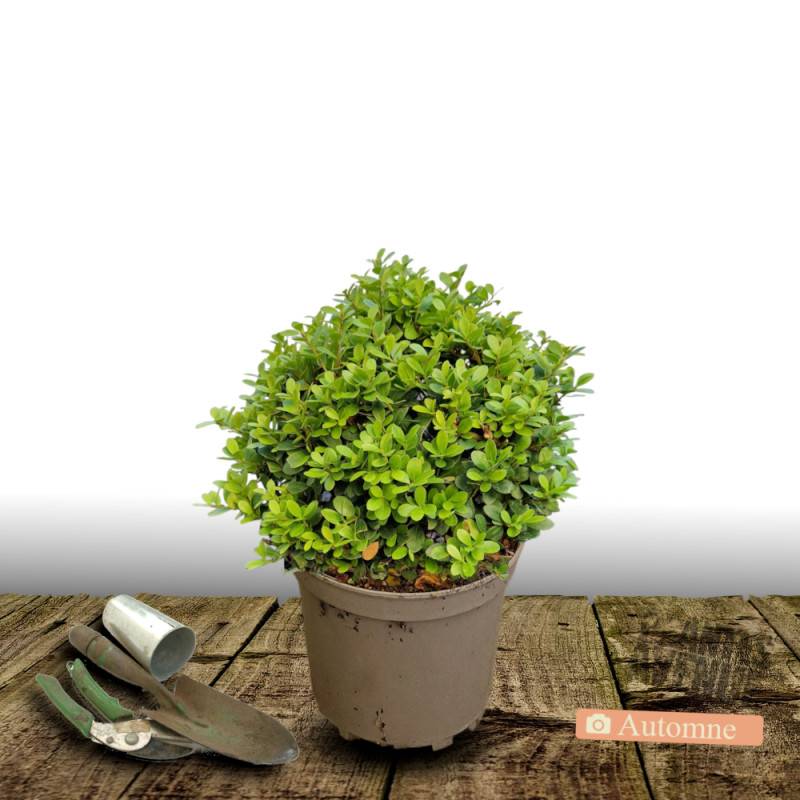 Houx crénelé Chat'o® 'FarrowSK6' - Pot de 7,5L - 60/80 cm - Imagen 1