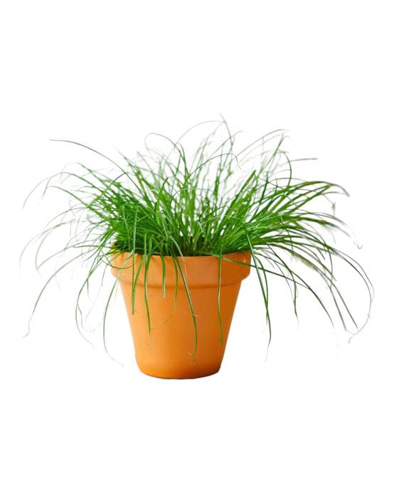 Herbe à chat 28cm - Plante d'intérieur- La Green Touch - Image 1