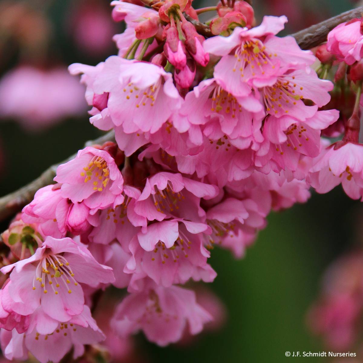 Promesse de Fleurs - Cerisier à fleurs - Prunus Pink Cascade Pot de 1L/1,5L - Image 1
