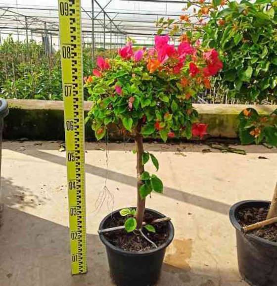 0 - Bougainvillier hybride (bougainvillier) Pot de 40 litres - 100/120 cm