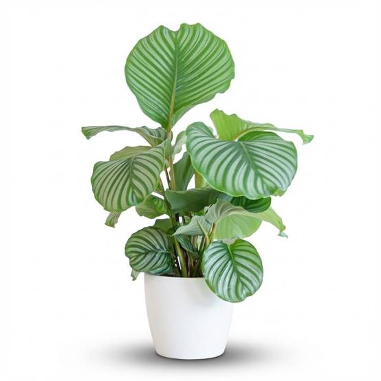 Calathea Orbifolia - Pot de 21cm - Hauteur 60 - 70cm - Blanc - Plantes d'intérieur - Image 1