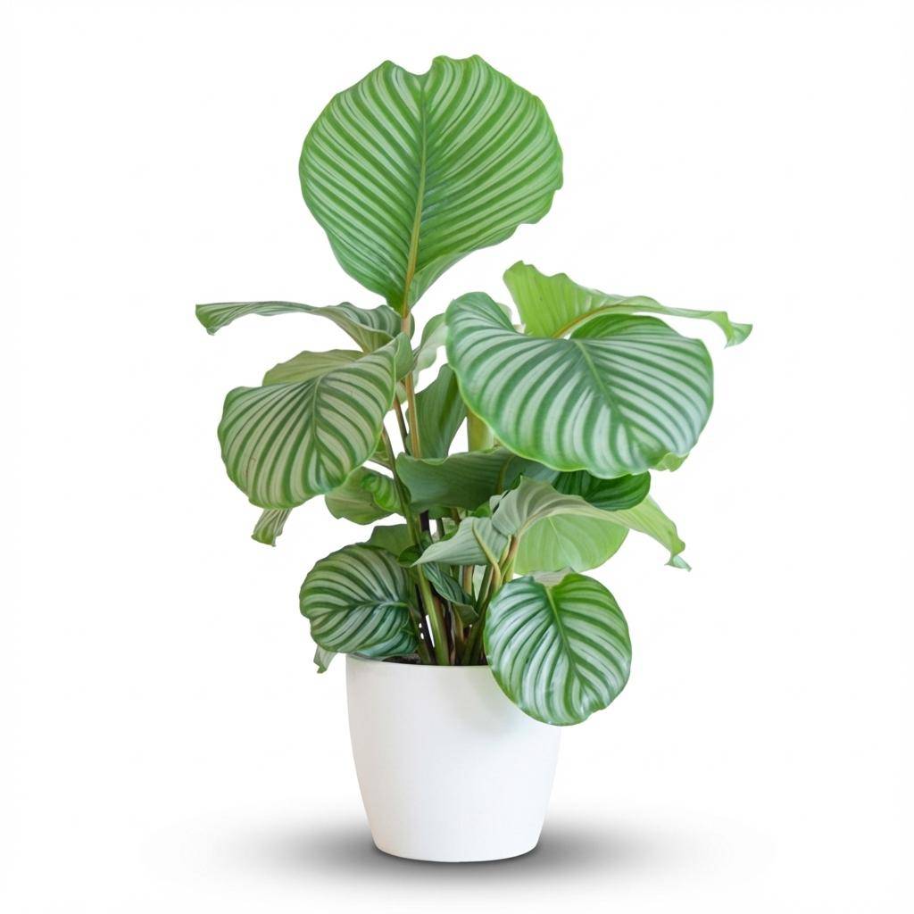 Calathea Orbifolia - Pot de 21cm - Hauteur 60 - 70cm - Blanc - Plantes d'intérieur - Image 1