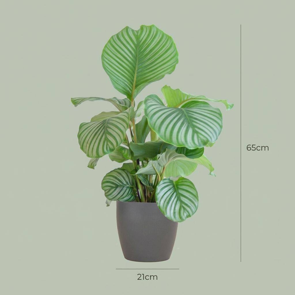Calathea Orbifolia - Pot de 21cm - Hauteur 60 - 70cm - Blanc - Plantes d'intérieur - Image 10