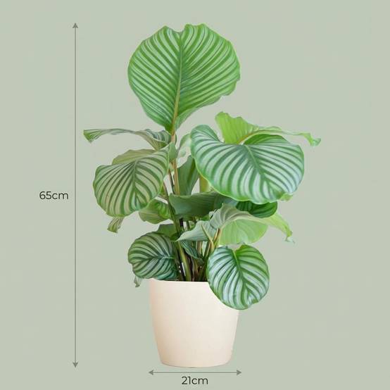 Calathea Orbifolia - Pot de 21cm - Hauteur 60 - 70cm - Blanc - Plantes d'intérieur - Image 4