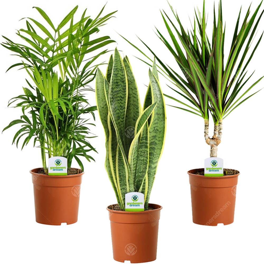 Gardenersdream - Assortiment De Plantes D'Intérieur - 3 Plantes – Superbe Plantes Vivantes En Pot Pour La Maison Ou Le Bureau (Assortiment D) - GardenersDream - Image 1