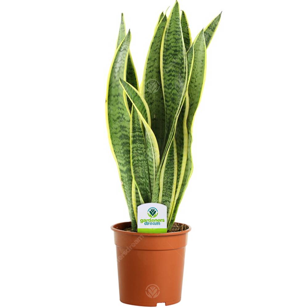 Gardenersdream - Assortiment De Plantes D'Intérieur - 3 Plantes – Superbe Plantes Vivantes En Pot Pour La Maison Ou Le Bureau (Assortiment D) - GardenersDream - Image 2