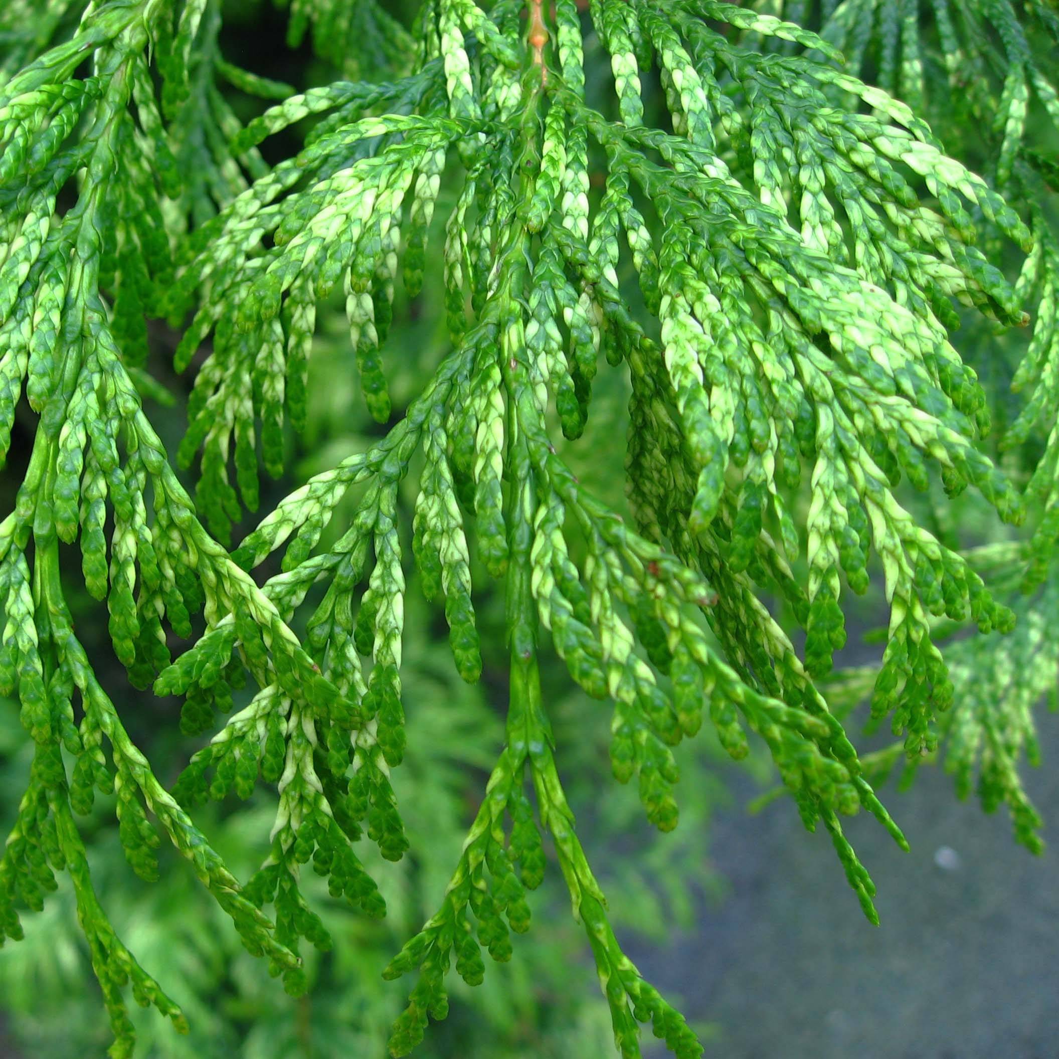 Thuya pour haie Zebrina - Thuja plicata Godet de 8/9 cm