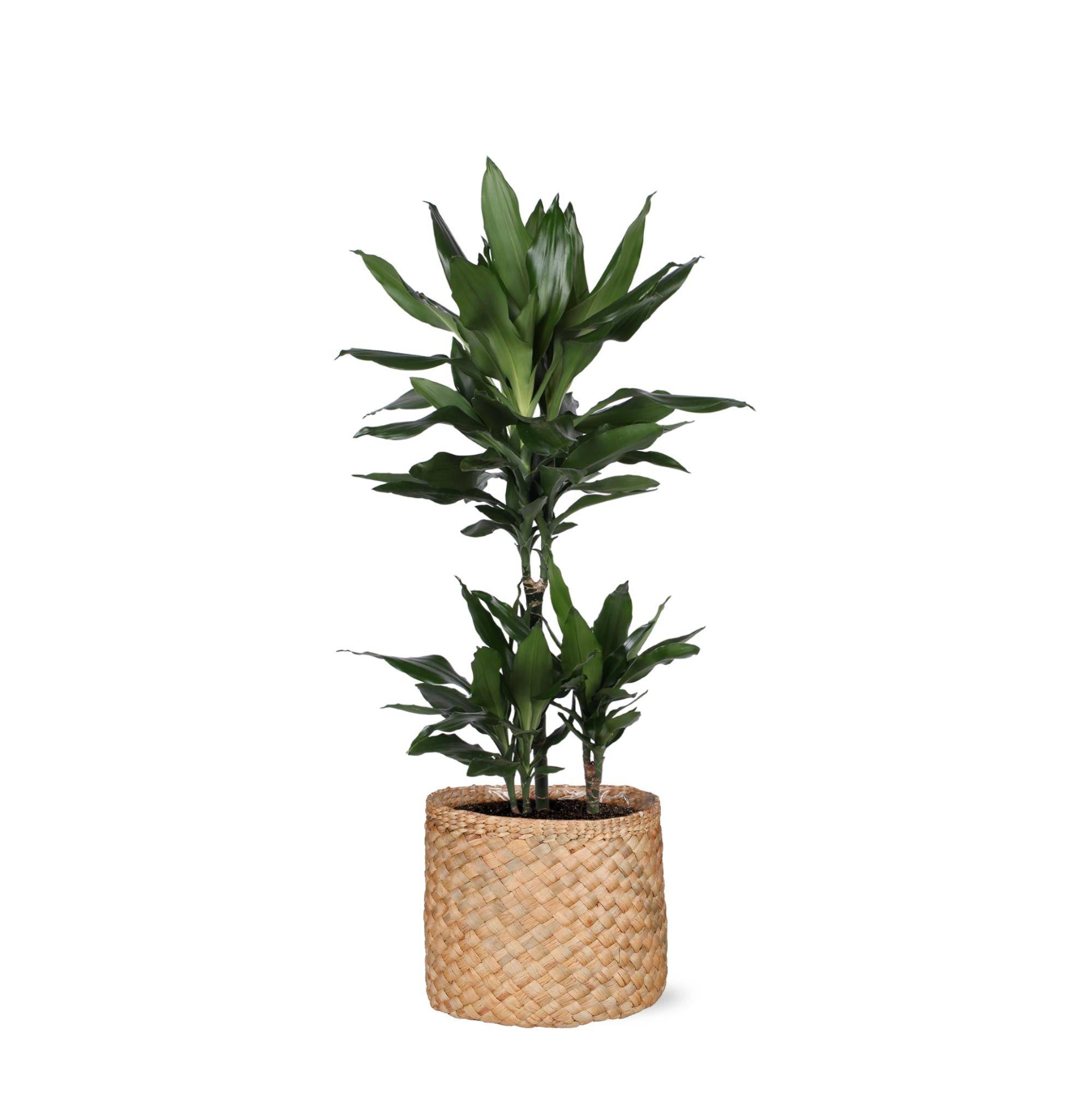 La Green Touch - Dracaena Janet Lind et son pot- La Green Touch Panier Naturel - Hauteur 90cm