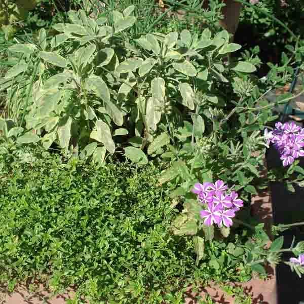 Promesse de Fleurs - Collection 3 plantes aromatiques - Collection de 2 plantes