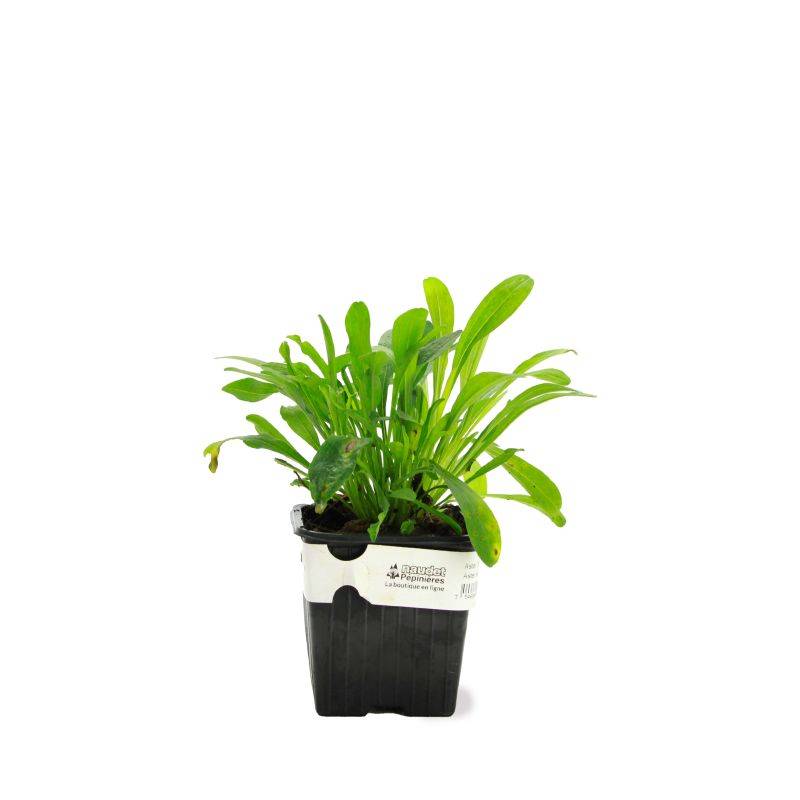 3 Asters 'Herbstgruss Vom Bresserhof' - Lot de 3 vivaces - Pépinières Naudet - Image 2