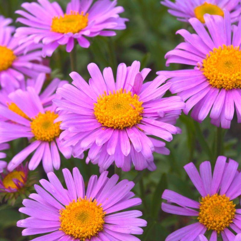 3 Asters 'Herbstgruss Vom Bresserhof' - Lot de 3 vivaces - Pépinières Naudet