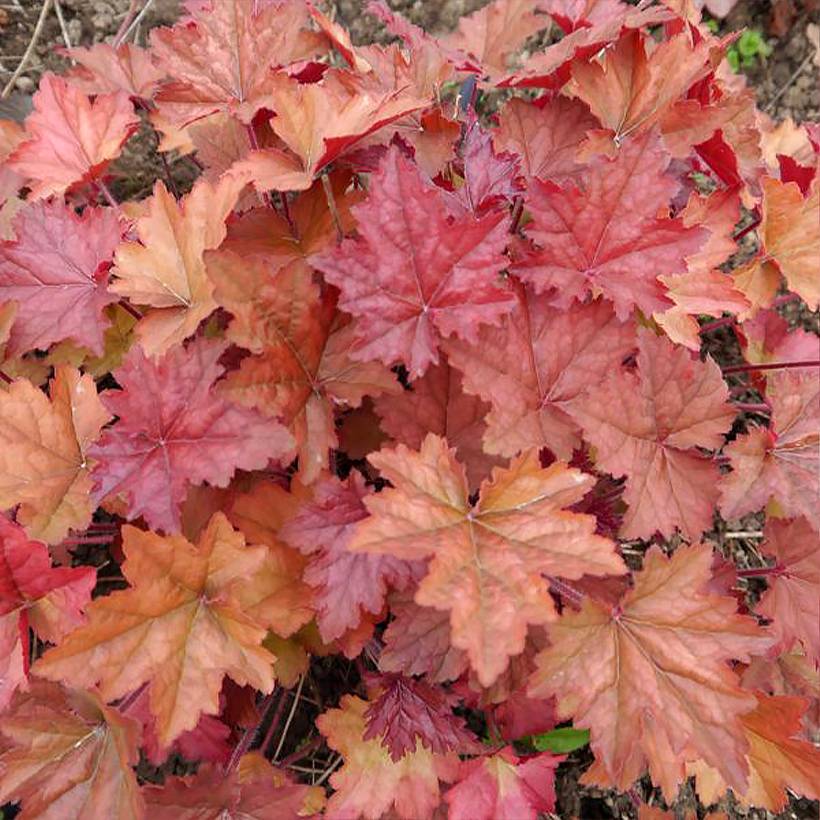 Heuchère - Heuchera Copper Dinosaur Godet de 8/9 cm