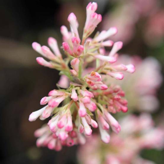 Viorne d'hiver - Viburnum bodnantense Charles Lamont. Pot de 3L/4L - Image 1