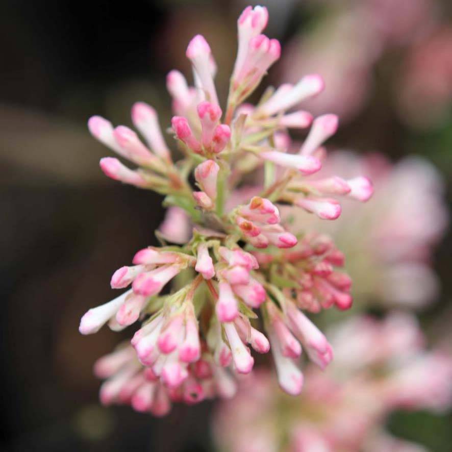 Viorne d'hiver - Viburnum bodnantense Charles Lamont. Pot de 3L/4L - Image 1