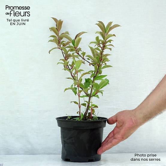 Viorne d'hiver - Viburnum bodnantense Charles Lamont. Pot de 3L/4L - Image 2