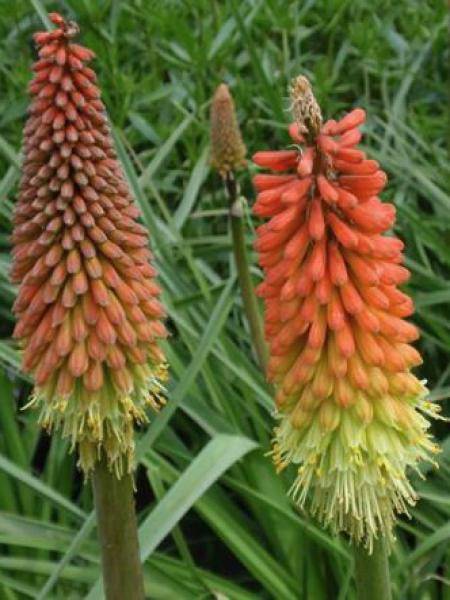 Kniphofia Flamenco Godet de 8/9 cm