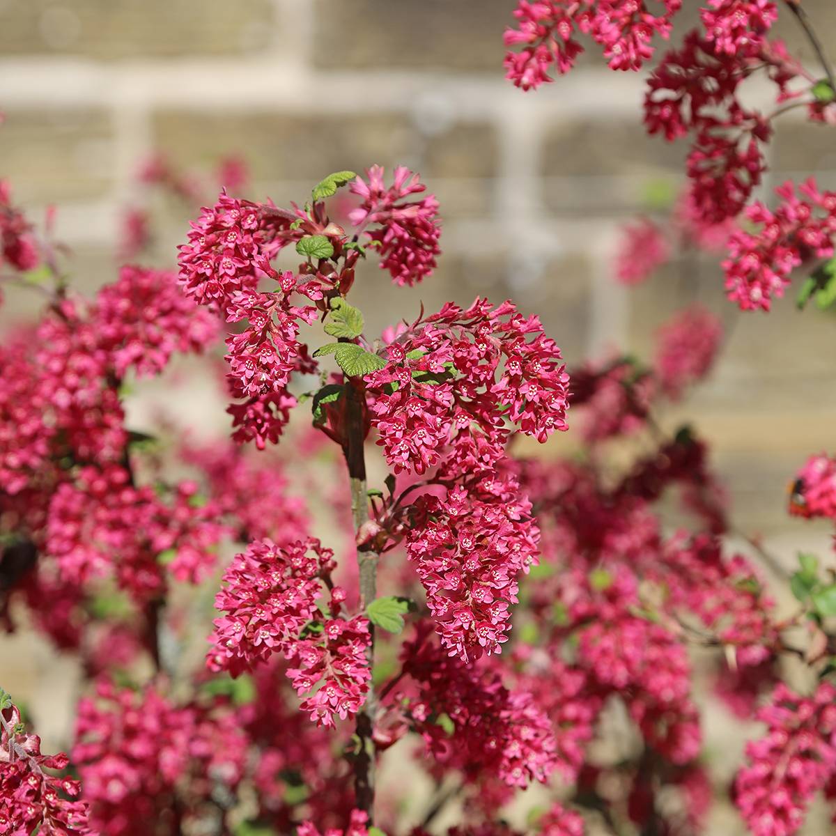 Ribes sanguineum Amore - Groseillier à fleurs Pot de 4L/5L